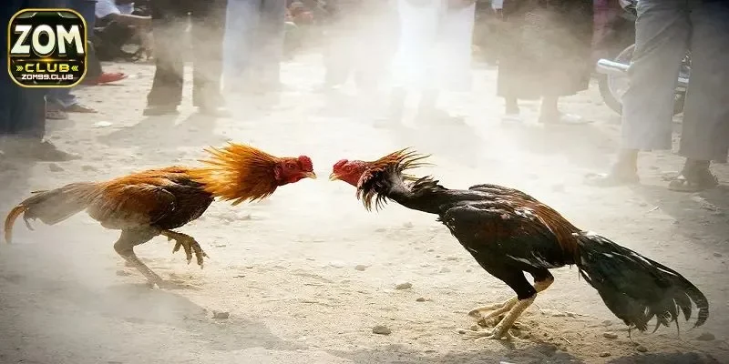 Các hình thức đình đám mà lối chọi gà trong cá cược online hiện nay