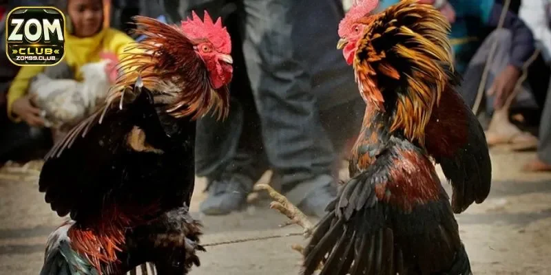 Tìm hiểu chi tiết thông tin và định nghĩa trong đá gà cựa dao trực tuyến